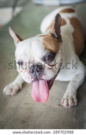 cute and lovely dog the french bulldog