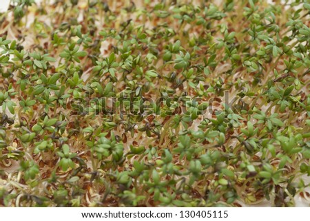 Germinated seeds of garden cress