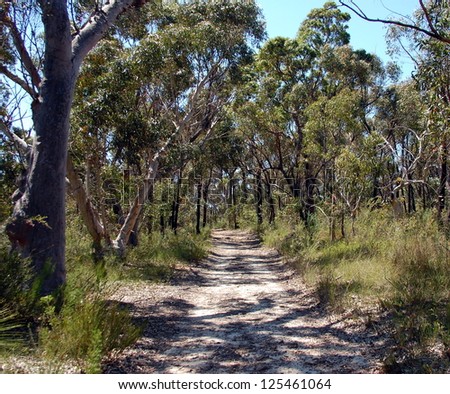 Ku-ring-gai Chase National Park. Mont Kuring-gai track. Tracking in Australia, New South Wales.