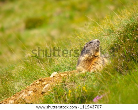 Marmot in the Alps