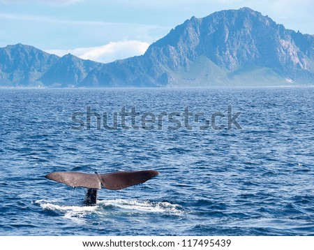Sperm Whale showing its flukes as it dives, Vesteralen,  Norway