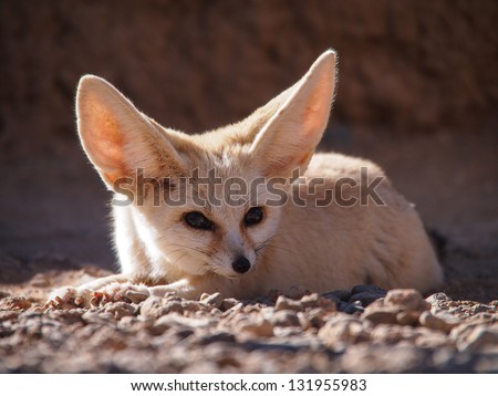 Desert fox (fennec fox) (Vulpes zerda) front view