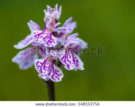 Wild orchid - close up from norwegian mountains