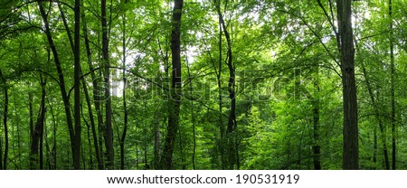 Huge forest panorama. Big picture of trees
