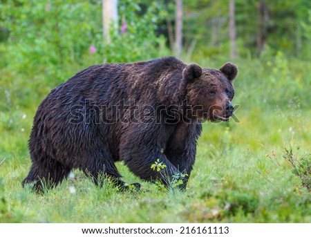 Brown bear (Ursus arctos) in the colorful fall tundra and surrounded by favorite soap berries