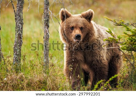 Brown bear (Ursus arctos) walking in the bog at sunset