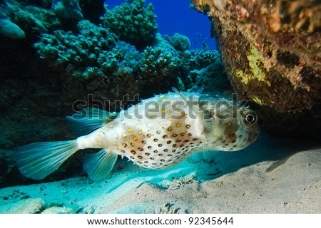 Puffer fish swimming