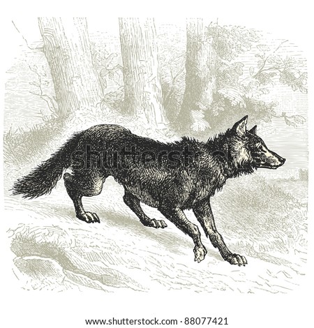 Wolf - Vintage Engraved Illustration - 