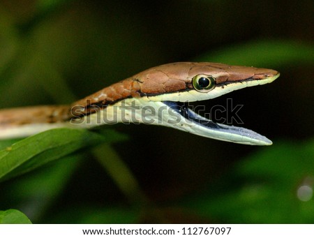 A snake threatening to bite - Brown or Mexican VIne Snake, Oxybelis aeneus