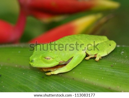 Sleeping frog blending into its environment - Red-eyed Treefrog, Agalychnis callidryas using camoflauge