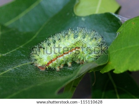 Poisonous insects - Io Moth caterpillar, Automeris io and its poison tipped spines - macro focus on spines