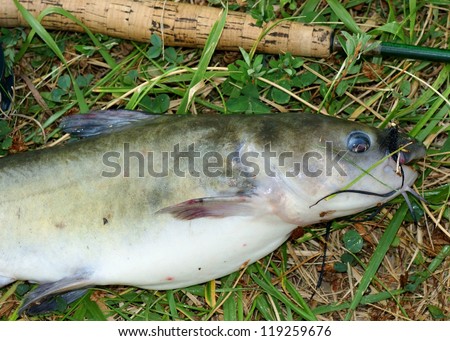 Large catfish caught fly fishing - fat fish with a big belly on bank of a pond with fishing rod and lure in its mouth (\