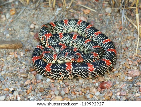 Coral Snake mimic, the Texas Long-nosed Snake, Rhinocheilus lecontei tesselatus, a brightly colored red, black and white snake
