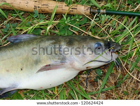 Large catfish caught fly fishing - fish, rod and fly (lure)