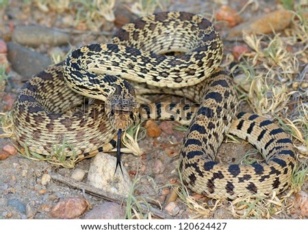 Coiled snake hissing and flicking its tongue - Bull Snake, Pituophis catenifer sayi