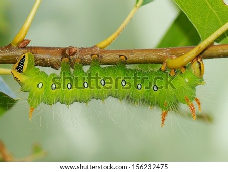 The large, polymorphic Imperial Moth caterpillar comes in colors of green, brown, red, or orange