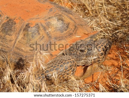 A rare desert turtle called a Desert Tortoise, Gopherus agassizi, can live to be a hundred years old