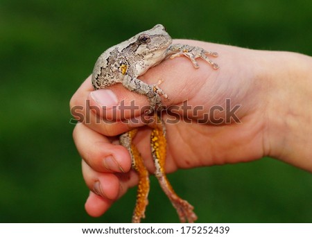 Tree Frog in dirty hand of a boy, Gray Treefrog or Tree Frog, Hyla versicolor (macro focus on head of frog)