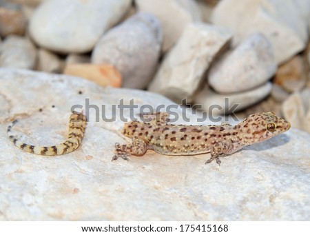 Lizard tail loss (broken tail) and regeneration - Mediterranean (House) Gecko shortly after dropping its tail to avoid a predator
