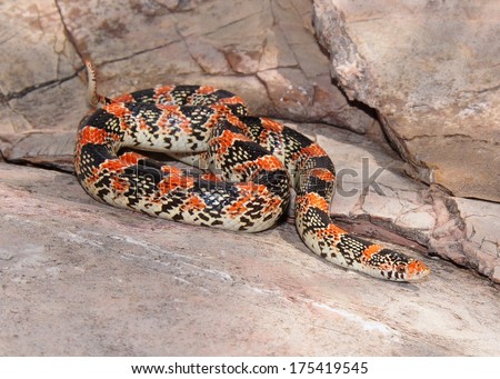 Texas Long-nosed Snake, Rhinocheilus lecontei tesselatus, a brightly colored red, black and white snake