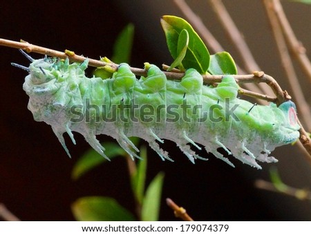 Caterpillar of the largest moth in the world - giant silk moth called the Atlas Moth, Attacus atlas, in natural light