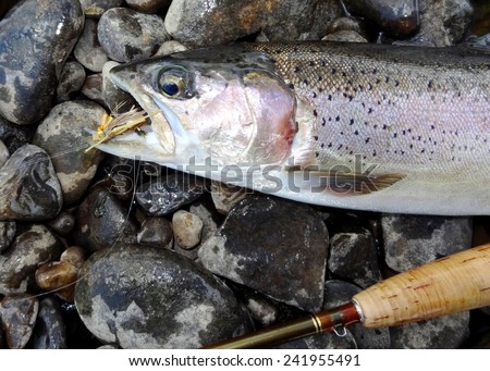 Rainbow Trout with a grasshopper fly in its mouth and fly fishing rod