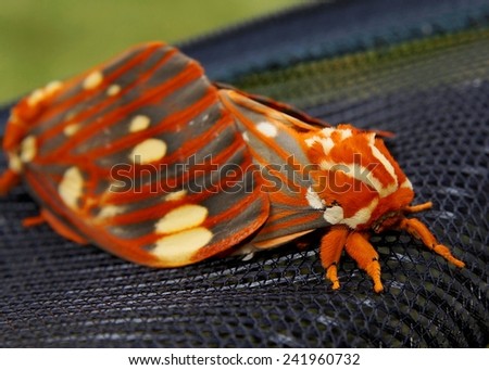 Regal Moth, Citheronia regalis - a pair of huge colorful butterflies mating on an outdoor screen - one of the largest in North America (macro focus on face)