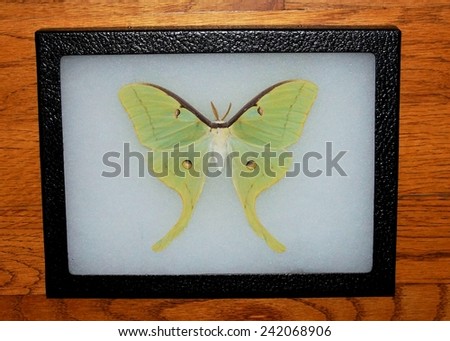 Rarely seen Luna Moth, Actias luna, framed for display