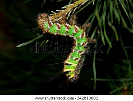 Critically endangered nocturnal Spanish Moon Moth caterpillar eating pine needles - a giant silk moth related to the Luna Moth (macro focus)