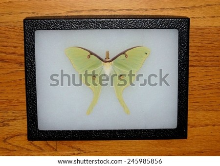 Rarely seen Luna Moth, Actias luna, framed for display
