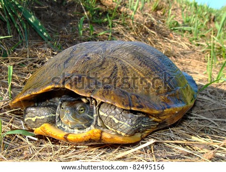 Old Melanistic Male Red-eared Slider turtle, Trachemys scripta elegans