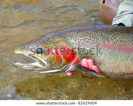 Fly fishing for steelhead rainbow trout, Pere Marquette River - releasing a huge beautiful fish