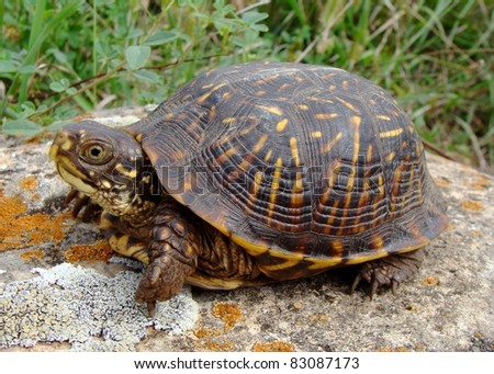 Ornate Box Turtle, Terrepene ornata