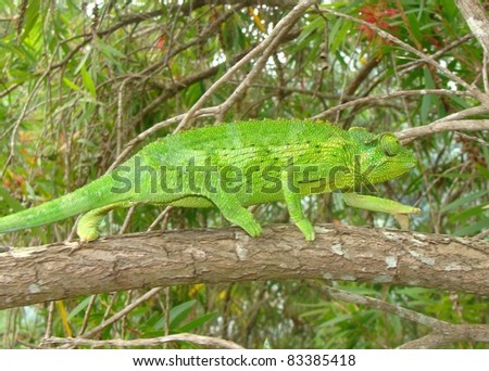 Beautiful female Jackson\'s Chameleon lizard, Chamaeleo jacksonii, using camouflage and walking across a branch
