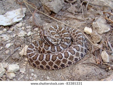 Desert (Western) Massasauga Snake, Sistrurus Catenatus Edwardsi, Coiled ...