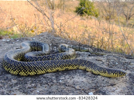 Speckled Kingsnake, Lampropeltis getula holbrooki, a constrictor that eats venomous snakes including rattlesnakes and copperheads