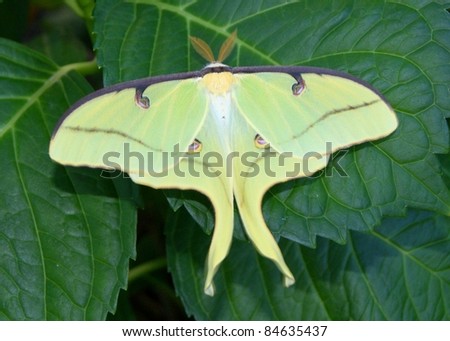 The uncommonly seen beautiful Luna Moth, Actias luna, fluttering its wings on hydrangea leaves (male)