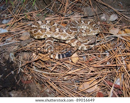 Venomous snake in pine needles - Northern Pacific Rattlesnake, Crotalus oreganus oreganus