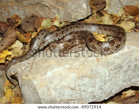Big Prairie King Snake on a rock - Lampropeltis calligaster - preparing to hibernate in the fall
