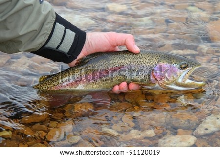 Man releasing rainbow trout fish fly fishing