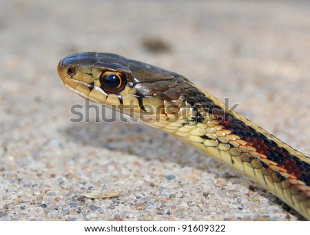 Head, face and pupil of a Red-sided Garder Snake, Thamnophis sirtalis parietalis