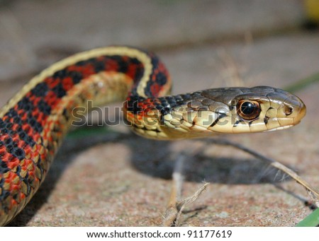 Head, face, and tongue of a Red-sided Garter Snake, Thamnophis sirtalis parietalis