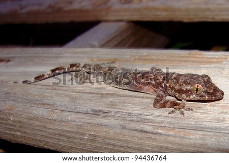 A Nocturnal Lizard With Toe Pads That Enable Climbing Vertical Walls ...