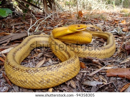 A huge yellow snake coiled and hissing in sandy palmetto forest - Yellow Rat Snake, Pantherophis obsoleta quadrivittata