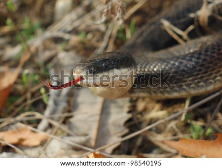 A large black snake flicking its tongue hunting, smelling prey - Black Rat Snake, Pantherophis obsoleta