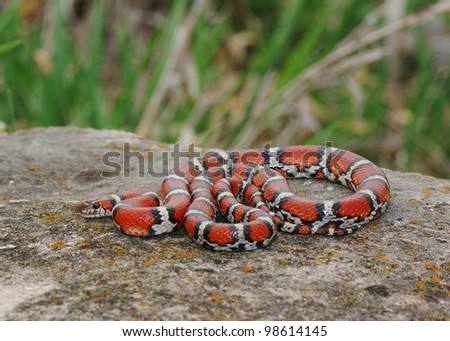 Red, black and white snake coiled in wait, Lampropeltis triangulum syspila