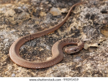 A snake warming itself by thermoregulation in the last sunlight of the day - Texas Brown Snake, Storeria dekayi texana