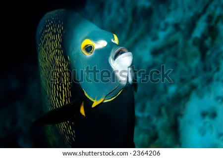 Angel-fish. Fish on reef. Bonaire