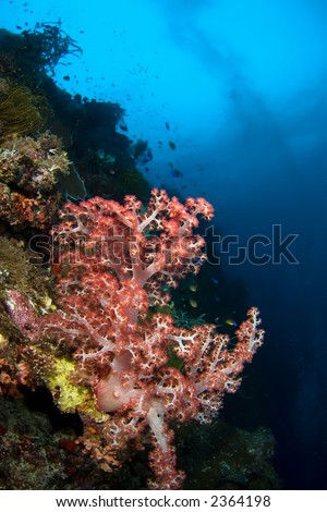 soft coral and school of fishes. Philippines