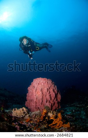 Woman diver looking at a big sponge. Indonesia Sulawesi Lembehstreet